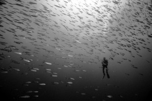 diver hovering in mid water observing a school of fish
